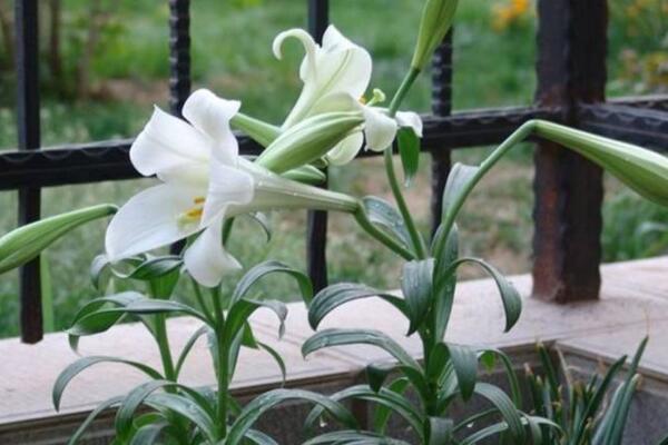 百合花摆放禁忌,放在卧室容易影响睡眠