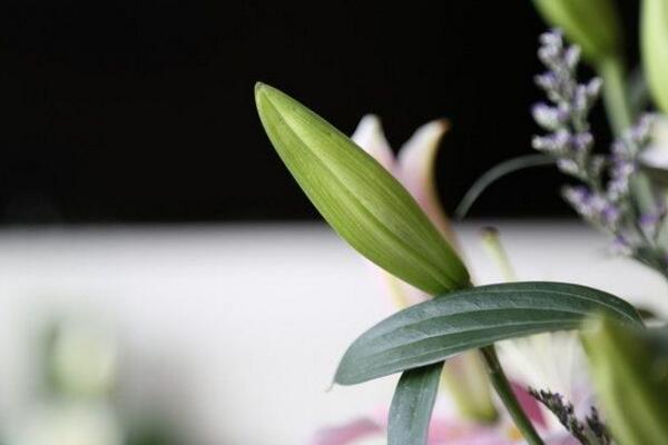 百合花摆放禁忌,放在卧室容易影响睡眠