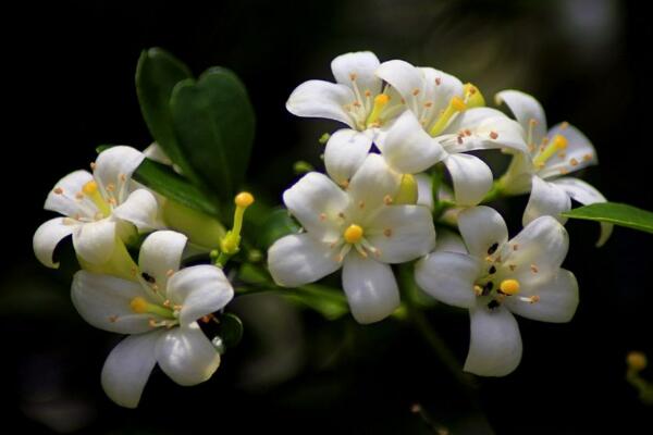 九里香花期有多长,花期一般有四个月(4-8月)