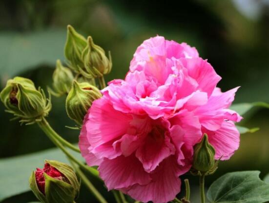 芙蓉花的功效与作用,净化空气、固土护坡、调经止血