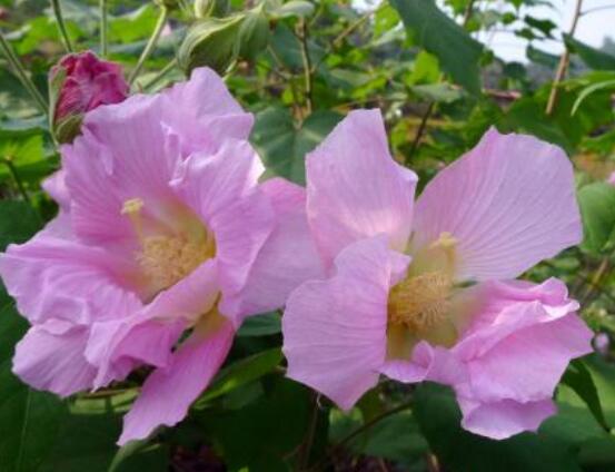 芙蓉花的功效与作用,净化空气、固土护坡、调经止血