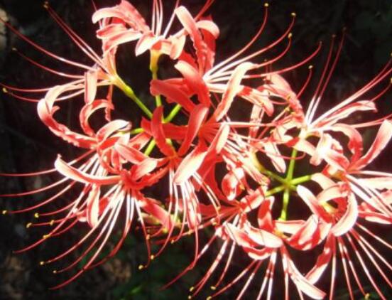 彼岸花的传说与花语,代表着优美的纯洁、相互思念