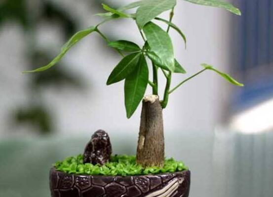发财树的种植方法,做好这六点生长的枝繁叶茂、健壮美观