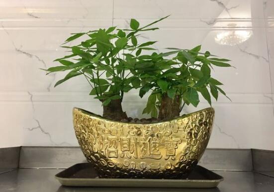 发财树的种植方法,做好这六点生长的枝繁叶茂、健壮美观