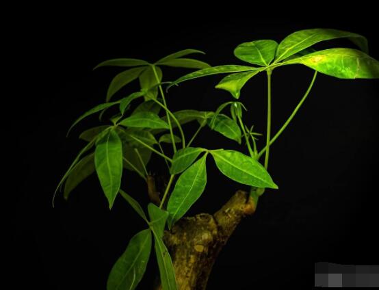发财树的种植方法,做好这六点生长的枝繁叶茂、健壮美观