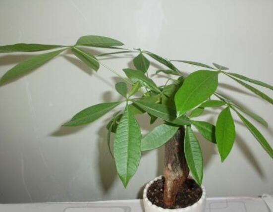 发财树的种植方法,做好这六点生长的枝繁叶茂、健壮美观