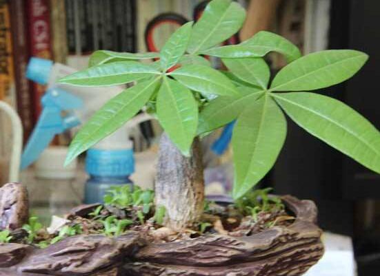 发财树的种植方法,做好这六点生长的枝繁叶茂、健壮美观