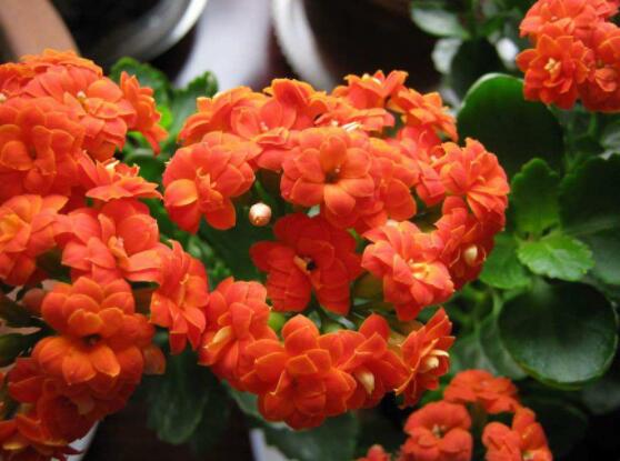 长寿花浇水方法,做到宁干勿湿、浇则浇透原则(生长期/花期)