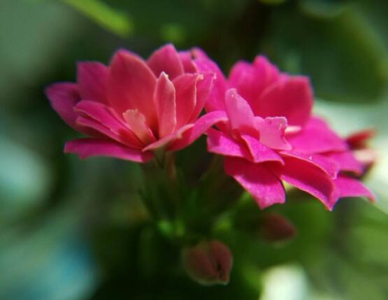 长寿花浇水方法,做到宁干勿湿、浇则浇透原则(生长期/花期)