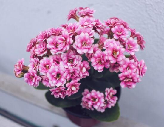 长寿花浇水方法,做到宁干勿湿、浇则浇透原则(生长期/花期)