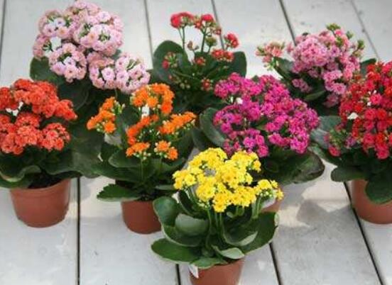 长寿花浇水方法,做到宁干勿湿、浇则浇透原则(生长期/花期)