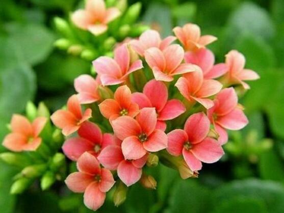 长寿花浇水方法,做到宁干勿湿、浇则浇透原则(生长期/花期)