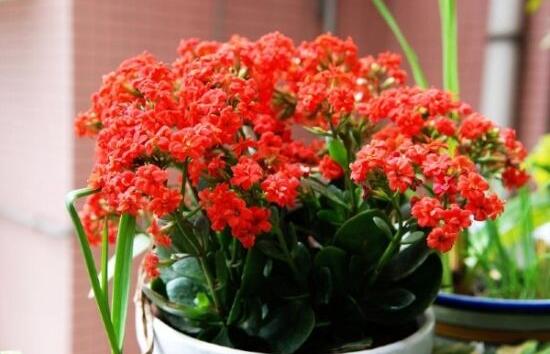 长寿花浇水方法,做到宁干勿湿、浇则浇透原则(生长期/花期)