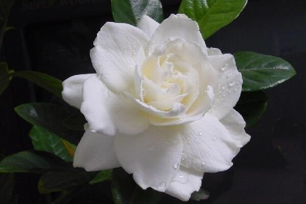 栀子花花语大全,栀子花的寓意