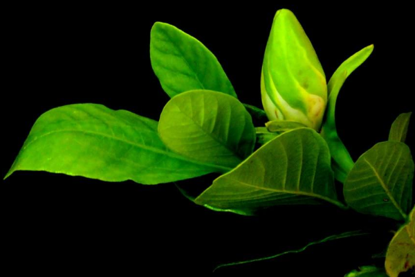 栀子花花语大全,栀子花的寓意