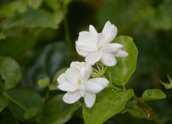 茉莉花什么时候修剪整枝最好,春秋生长期、春季前休眠期修剪最好