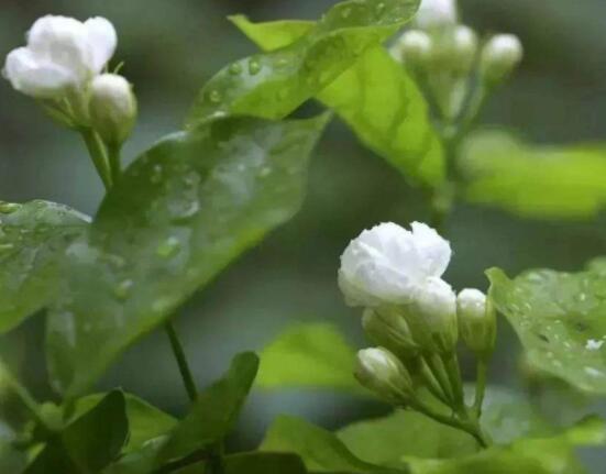 茉莉花什么时候修剪整枝最好,春秋生长期、春季前休眠期修剪最好
