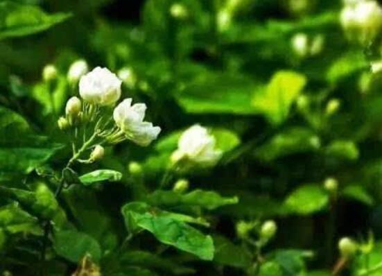 茉莉花什么时候修剪整枝最好,春秋生长期、春季前休眠期修剪最好