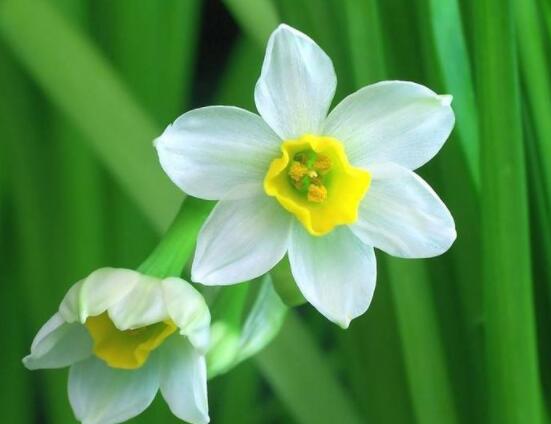 水仙花的叶子有毒吗,误食导致呕吐、腹痛(全株有毒)