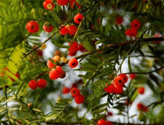 家养红豆杉有什么好处，延年益寿、身体健康、长寿幸福