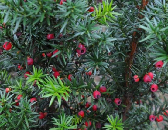 家养红豆杉有什么好处，延年益寿、身体健康、长寿幸福
