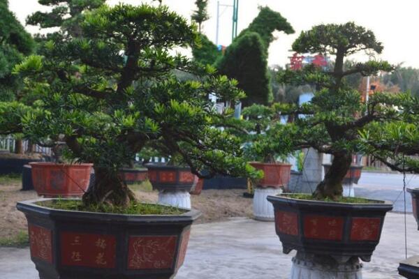 罗汉松的风水作用,生财和化煞