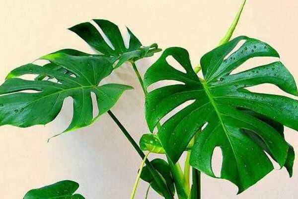 龟背竹可以放卧室吗,可以放但要注意它的汁液有毒