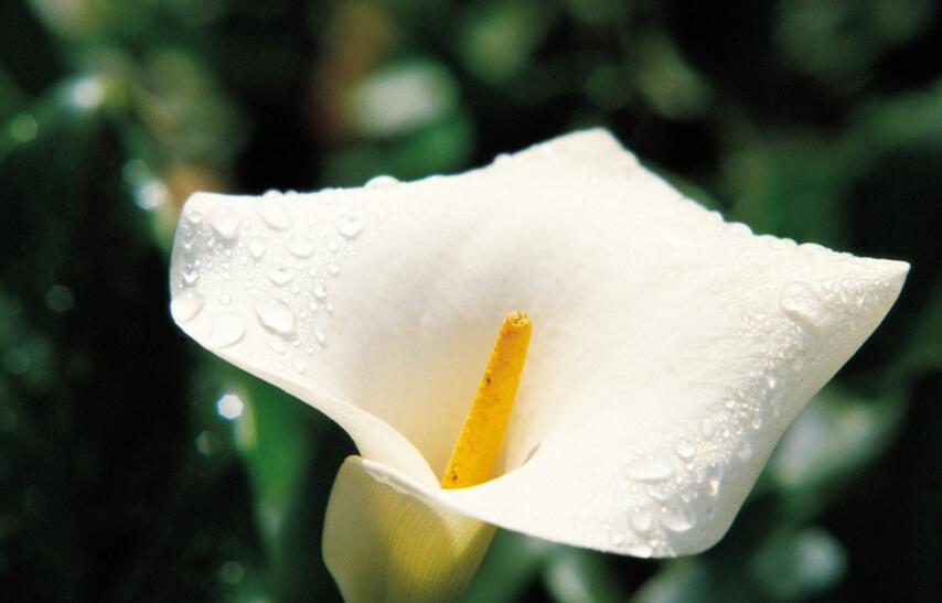 马蹄莲花语是什么意思，幸福纯洁的象征