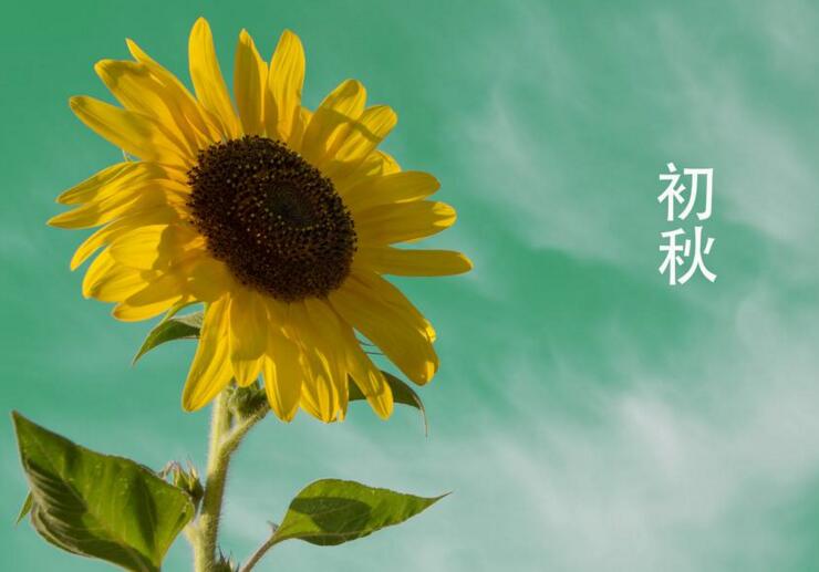 向日葵象征什么意义,最适合送给暗恋的人