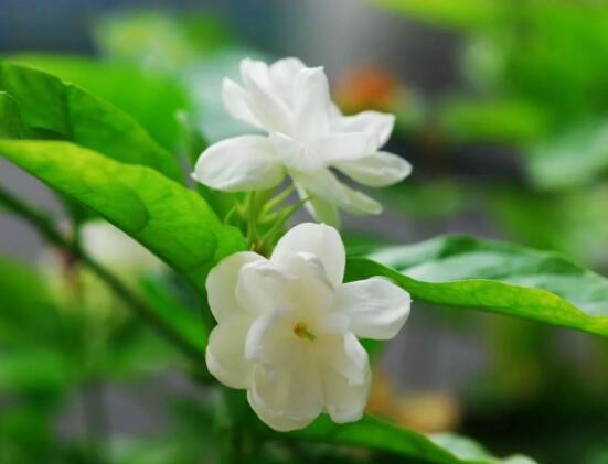 茉莉花的养殖方法,老总总结七大基本养殖方法