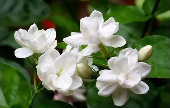 茉莉花的养殖方法,老总总结七大基本养殖方法