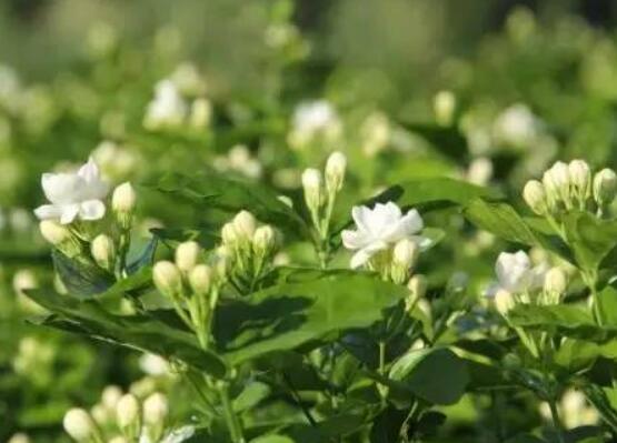 茉莉花的养殖方法,老总总结七大基本养殖方法