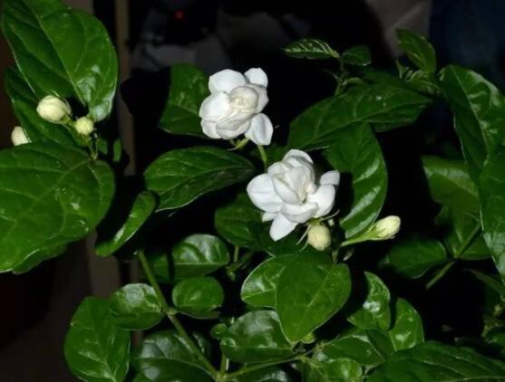 茉莉花的养殖方法,老总总结七大基本养殖方法