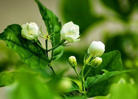 茉莉花的养殖方法,老总总结七大基本养殖方法