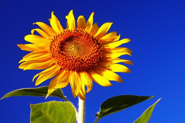 一朵向日葵花语是什么，象征着太阳、沉默的爱