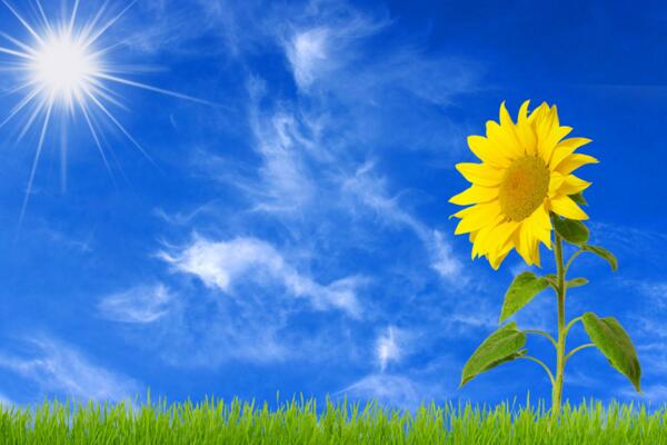 一朵向日葵花语是什么，象征着太阳、沉默的爱