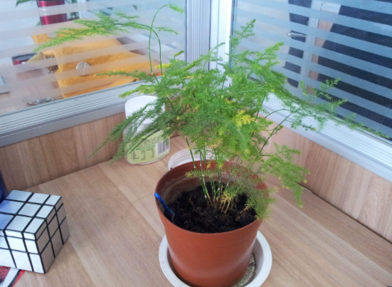 文竹可以用淘米水浇吗,提高盆土酸度、促进枝繁叶茂