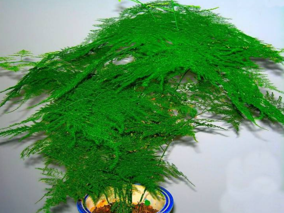 文竹可以用淘米水浇吗,提高盆土酸度、促进枝繁叶茂