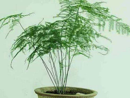 文竹可以用淘米水浇吗,提高盆土酸度、促进枝繁叶茂