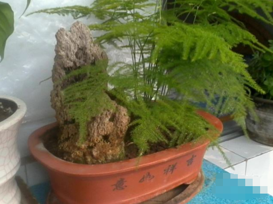 文竹可以用淘米水浇吗,提高盆土酸度、促进枝繁叶茂