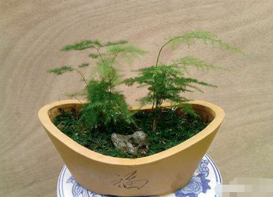 文竹可以用淘米水浇吗，提高盆土酸度、促进枝繁叶茂