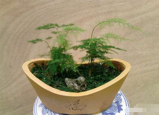 文竹可以用淘米水浇吗,提高盆土酸度、促进枝繁叶茂
