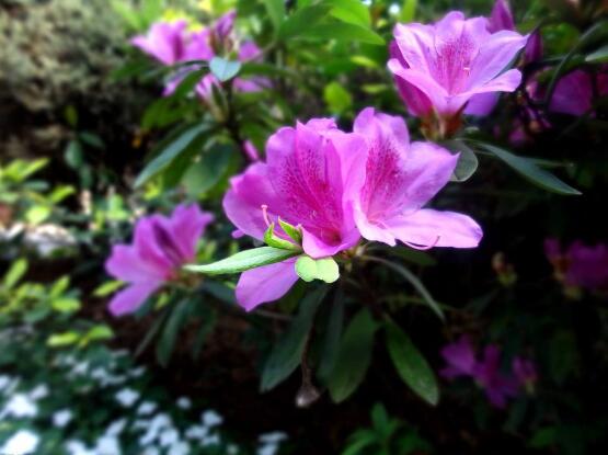 杜鹃花的象征意义,热情纯真、吉祥美好、革命胜利