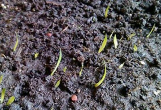 蝴蝶兰种子种植方法,自然播种是家庭常用种植方法(繁殖率低)