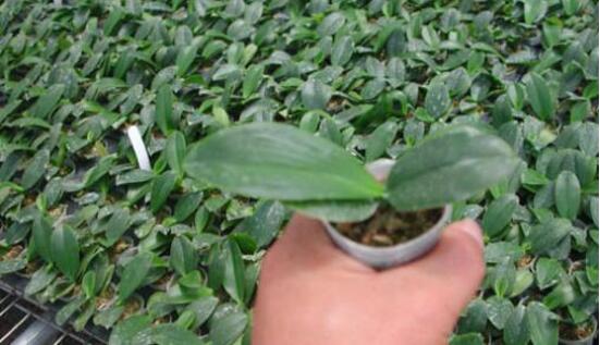 蝴蝶兰种子种植方法,自然播种是家庭常用种植方法(繁殖率低)