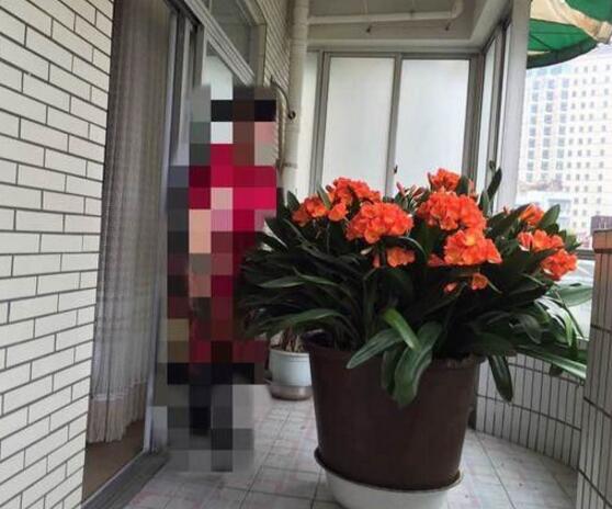 养殖君子兰用什么花盆好,泥瓦盆、塑料盆、紫砂盆为最合适的花盆
