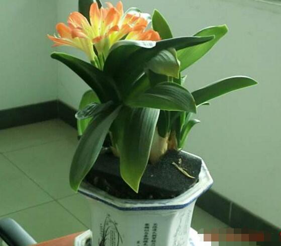 养殖君子兰用什么花盆好,泥瓦盆、塑料盆、紫砂盆为最合适的花盆