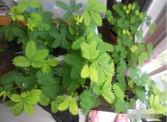 含羞草为什么会害羞呢,原理为叶子膨压作用(叶柄所含水分)