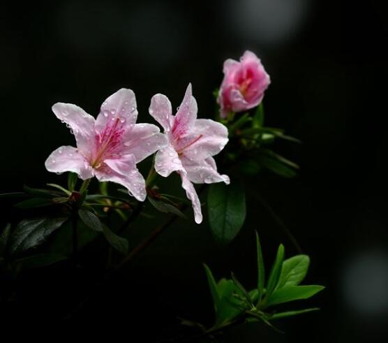 杜鹃花好养吗,做好六大基本要点存活率百分百