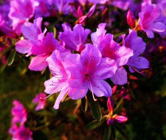 杜鹃花好养吗,做好六大基本要点存活率百分百